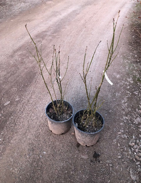 Cytisus laburnum (Maggio ciondolo) v. 24 cm.80/100