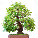 Pseudocydonia Sinensis vaso 9 adatta anche per bonsai