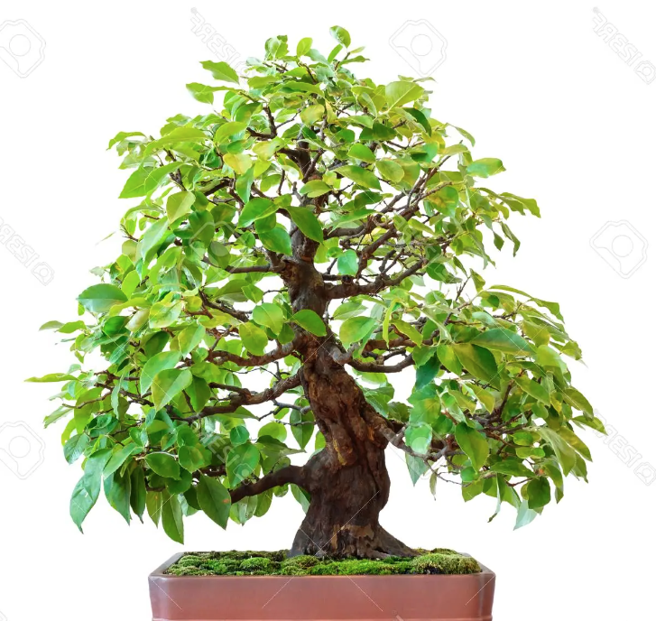 Pseudocydonia Sinensis vaso 9 adatta anche per bonsai