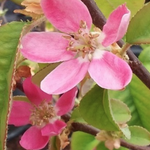 Pseudocydonia Sinensis vaso 9 adatta anche per bonsai