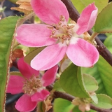 Pseudocydonia Sinensis vaso 9 adatta anche per bonsai