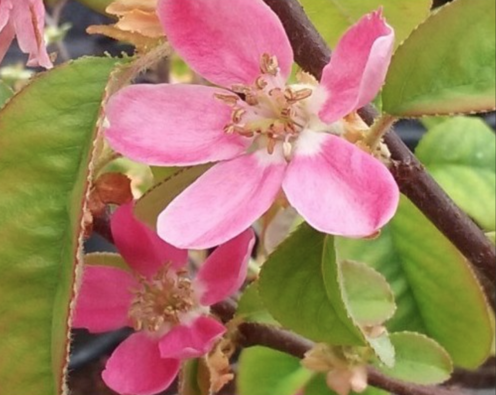 Pseudocydonia Sinensis vaso 9 adatta anche per bonsai