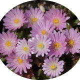 Delosperma luckhoffii 'Eugens Rosenkissen' vaso 14