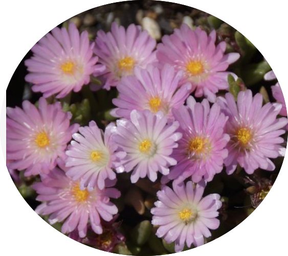 Delosperma luckhoffii 'Eugens Rosenkissen' vaso 14
