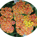 Achillea millefolium (Terracotta) vaso 9