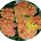 Achillea millefolium (Terracotta) vaso 9