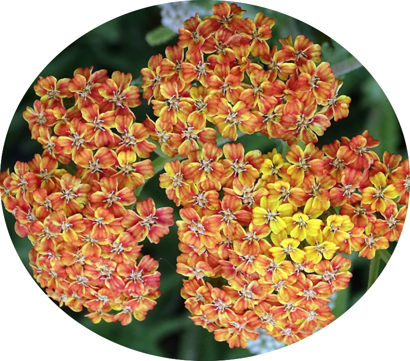 Achillea millefolium (Terracotta) vaso 9