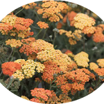 Achillea millefolium (Terracotta) vaso 9
