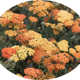 Achillea millefolium (Terracotta) vaso 9