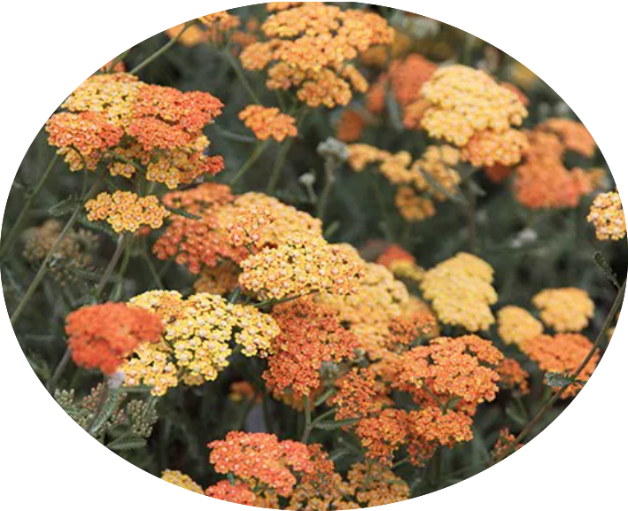 Achillea millefolium (Terracotta) vaso 9