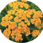 Achillea millefolium (Terracotta) vaso 9