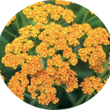 Achillea millefolium (Terracotta) vaso 9