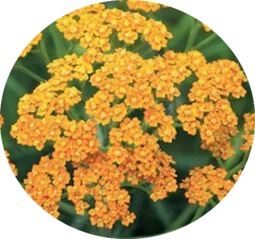 Achillea millefolium (Terracotta) vaso 9
