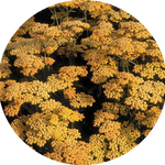 Achillea millefolium (Terracotta) vaso 9
