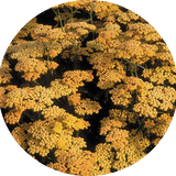 Achillea millefolium (Terracotta) vaso 9