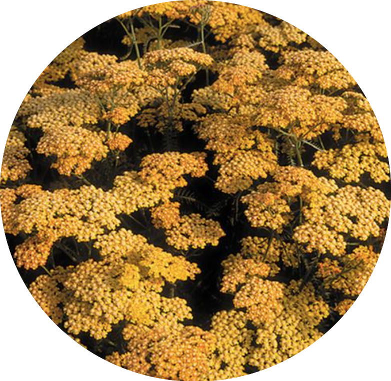 Achillea millefolium (Terracotta) vaso 9
