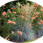 Achillea millefolium (Terracotta) vaso 9