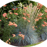 Achillea millefolium (Terracotta) vaso 9