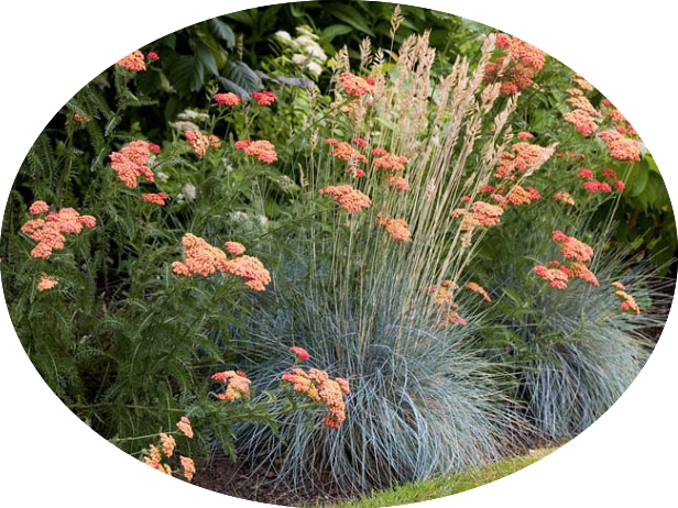 Achillea millefolium (Terracotta) vaso 9
