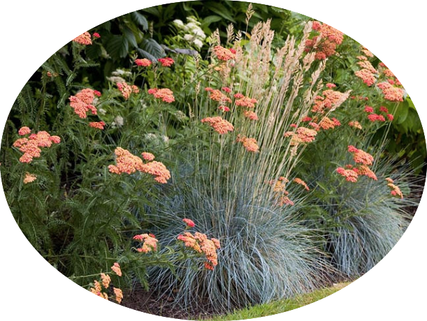 Achillea millefolium (Terracotta) vaso 9