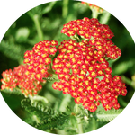 Achillea millefolium Red vaso 14