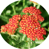 Achillea millefolium Red vaso 14