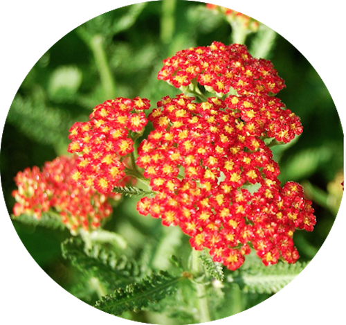 Achillea millefolium Red vaso 14