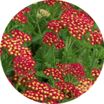 Achillea millefolium Red vaso 14