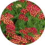 Achillea millefolium Red vaso 14
