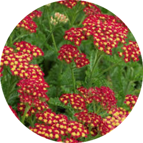 Achillea millefolium Red vaso 14