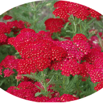 Achillea millefolium pomegranate vaso 10