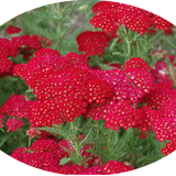 Achillea millefolium pomegranate vaso 10