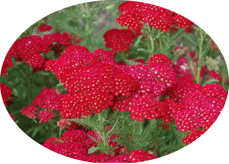 Achillea millefolium pomegranate vaso 10