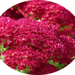Achillea millefolium pomegranate vaso 10