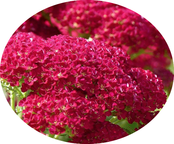 Achillea millefolium pomegranate vaso 10