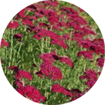 Achillea millefolium pomegranate vaso 10