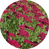 Achillea millefolium pomegranate vaso 10