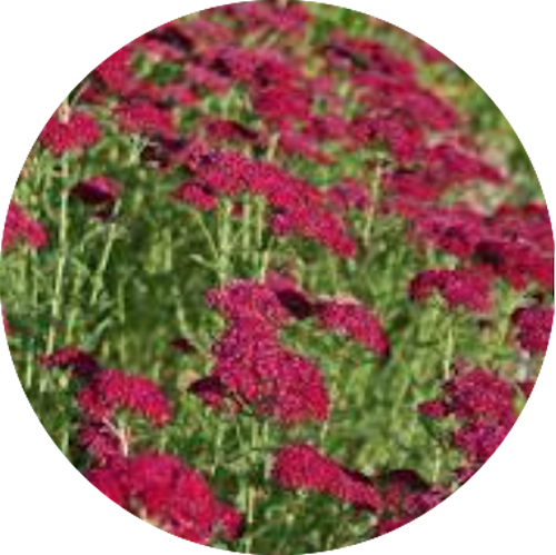 Achillea millefolium pomegranate vaso 10