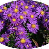 Aster Novi Belgii blu vaso 9