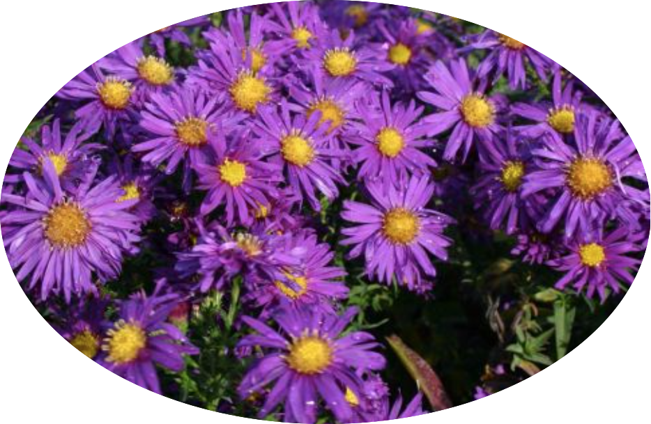Aster Novi Belgii blu vaso 9