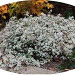 Aster ericoides f. prostratus 'Snow Furries' vaso 9 cm.