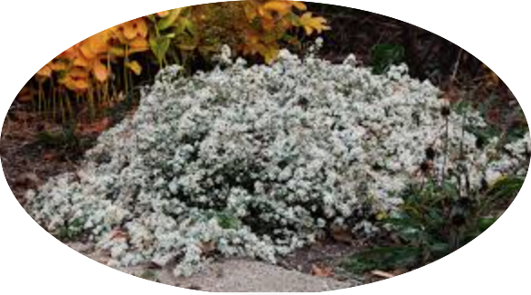 Aster ericoides f. prostratus 'Snow Furries' vaso 9 cm.