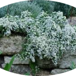 Aster ericoides f. prostratus 'Snow Furries' vaso 9 cm.