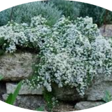 Aster ericoides f. prostratus 'Snow Furries' vaso 9 cm.