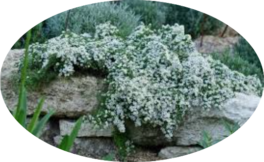 Aster ericoides f. prostratus 'Snow Furries' vaso 9 cm.