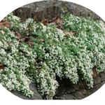 Aster ericoides f. prostratus 'Snow Furries' vaso 9 cm.