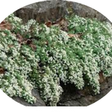 Aster ericoides f. prostratus 'Snow Furries' vaso 9 cm.