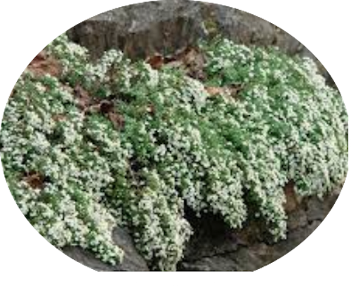 Aster ericoides f. prostratus 'Snow Furries' vaso 9 cm.