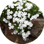 Phlox subulata  Snowflake vaso 10
