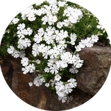 Phlox subulata  Snowflake vaso 10